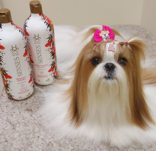 Shih tzu tosado no Pet House